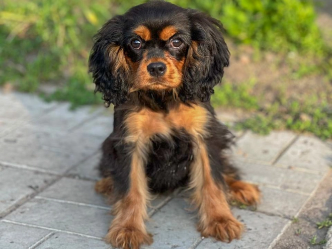Perros Cavalier King Charles en venta