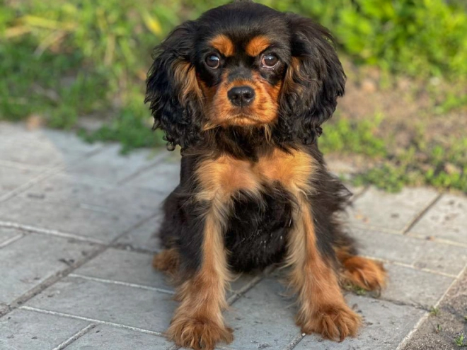 Perros Cavalier King Charles en venta