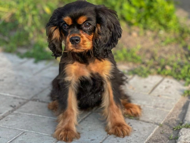 Perros Cavalier King Charles en venta
