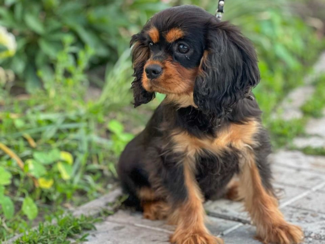 Perros Cavalier King Charles en venta