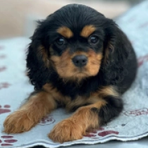Emily, black and tan Cavalier King Charles Spaniel Welpen kaufen