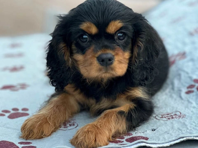 Cavalier King Charles Spaniel Welpe kaufen