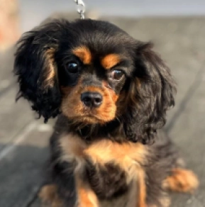 Perros Cavalier King Charles en venta