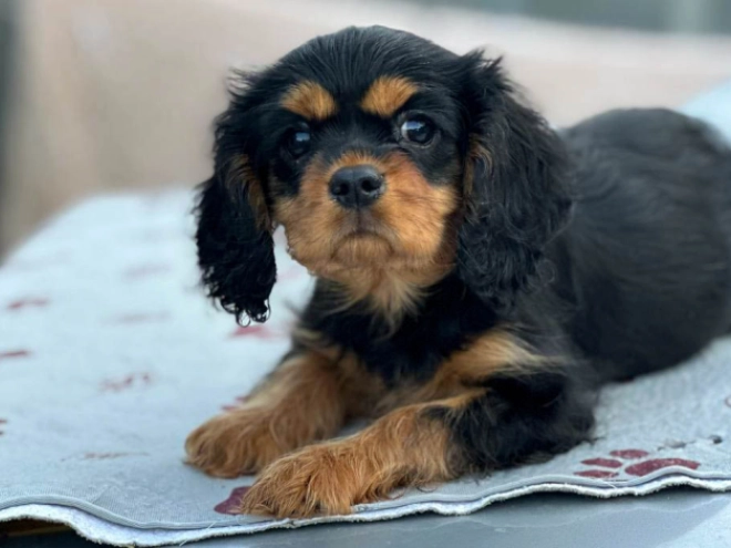 Cavalier King Charles Spaniel Welpe kaufen