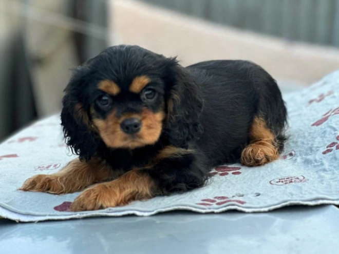 Cavalier King Charles Spaniel Welpe kaufen