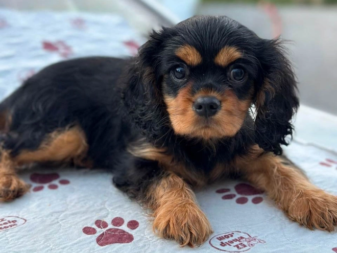 Cavalier King Charles Spaniel Welpe kaufen