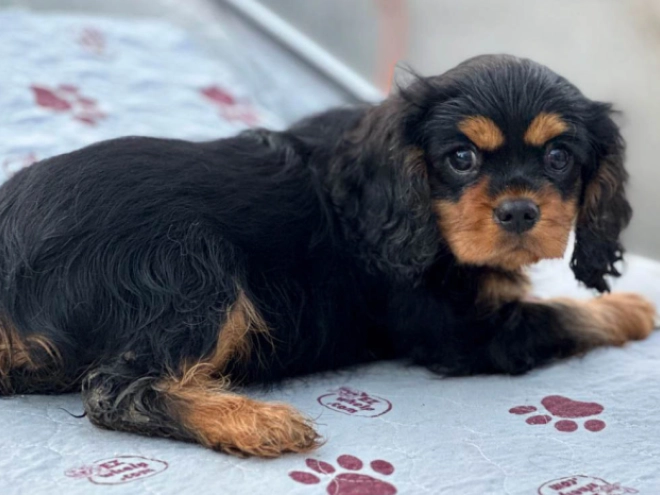 Cavalier King Charles Spaniel Welpe kaufen