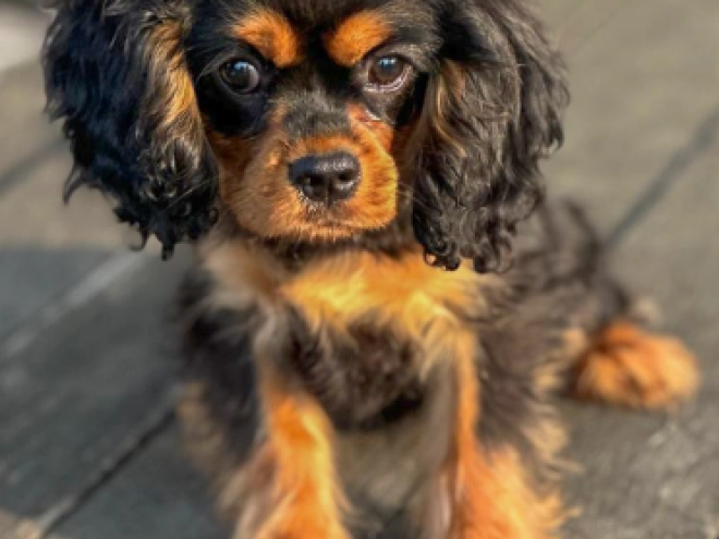 Perros Cavalier King Charles en venta