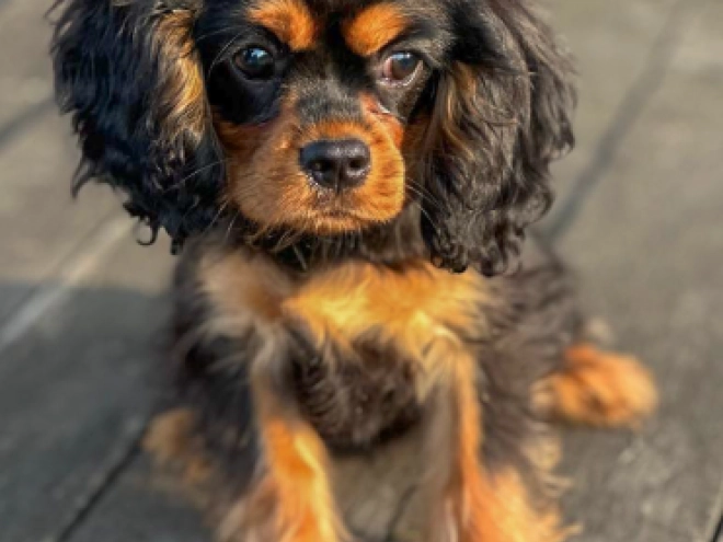 Perros Cavalier King Charles en venta