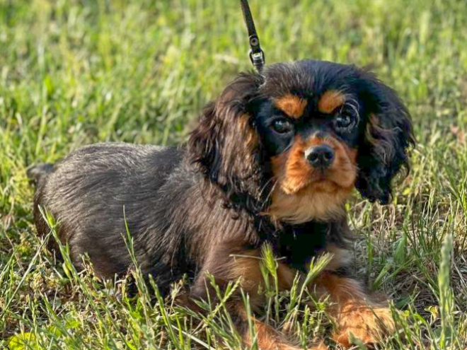 Perros Cavalier King Charles en venta