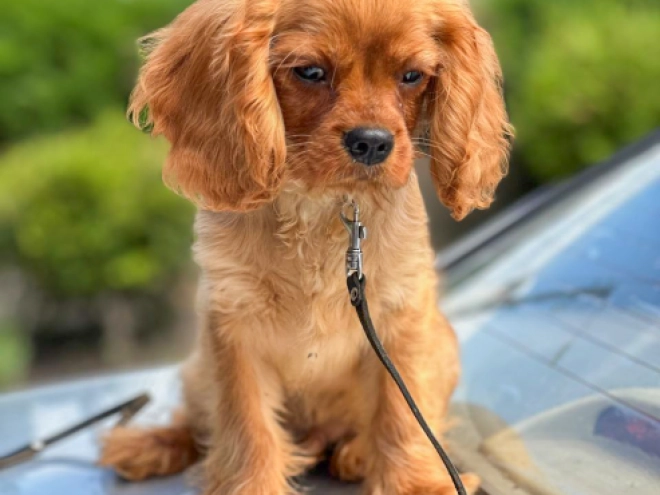 Cavalier King Charles Spaniel puppy for sale