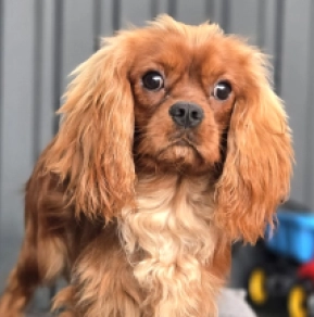 Perros Cavalier King Charles Spaniel en venta