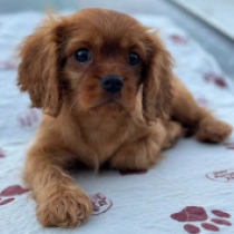 Boxster, ruby Cavalier King Charles Spaniel Welpen kaufen