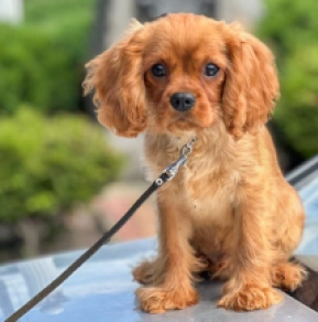 Perros Cavalier King Charles en venta