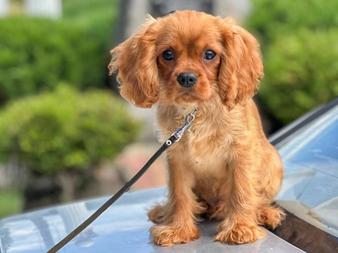 Cavalier King Charles Spaniel puppy for sale