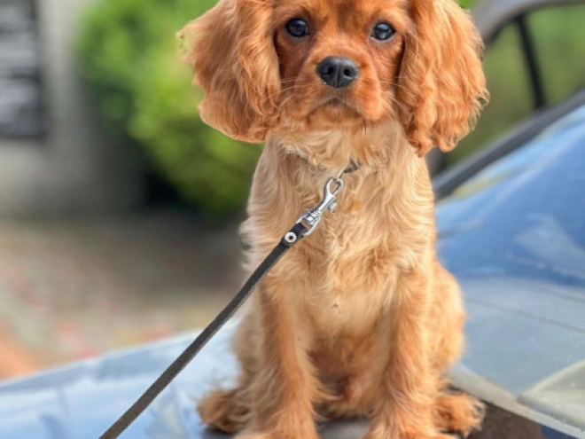 Cavalier King Charles Spaniel puppy for sale