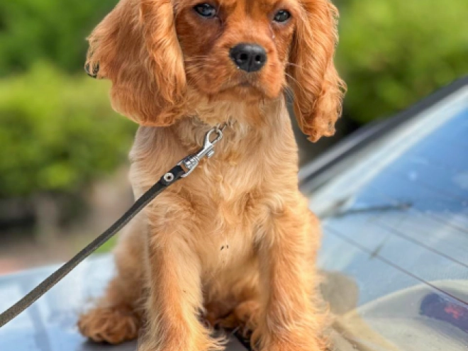 Cavalier King Charles Spaniel puppy for sale