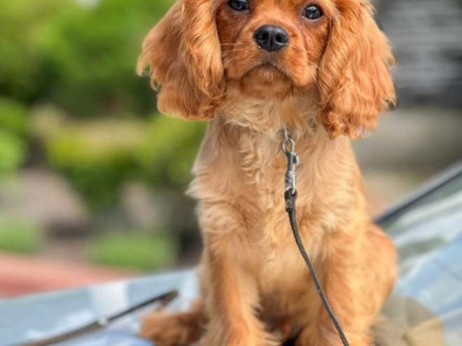 Cavalier King Charles Spaniel puppy for sale