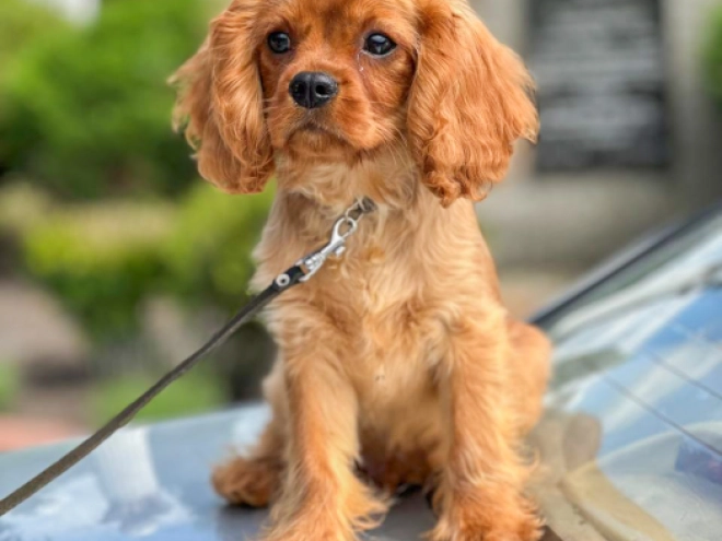 Cavalier King Charles Spaniel puppy for sale