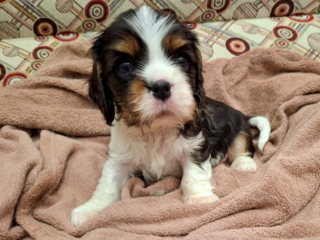 Cavalier King Charles Spaniel Welpe zu verkaufen