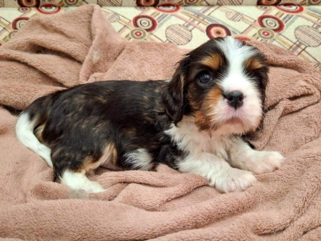 Cavalier King Charles Spaniel Welpe zu verkaufen