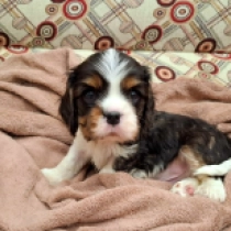 Perros Cavalier King Charles en venta