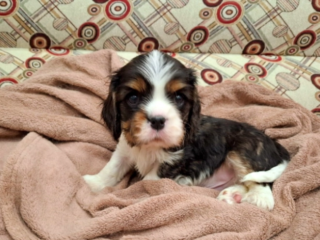 Cavalier King Charles Spaniel Welpe zu verkaufen