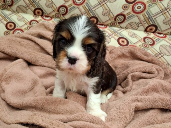 Cavalier King Charles Spaniel Welpe zu verkaufen