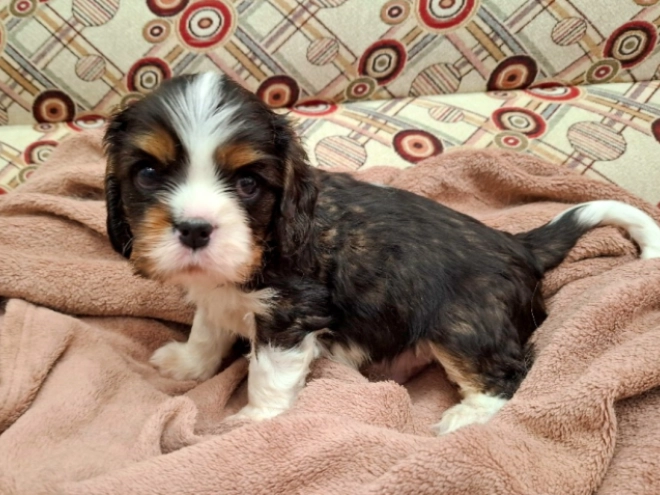 Cavalier King Charles Spaniel Welpe zu verkaufen