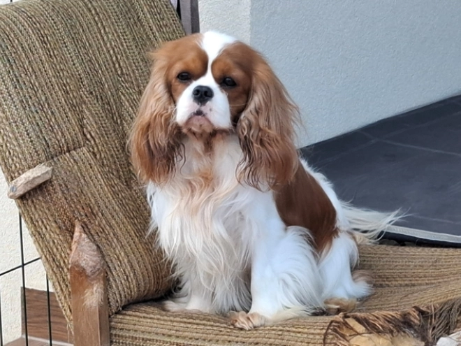 Cavalier King Charles Spaniel Welpe zu verkaufen