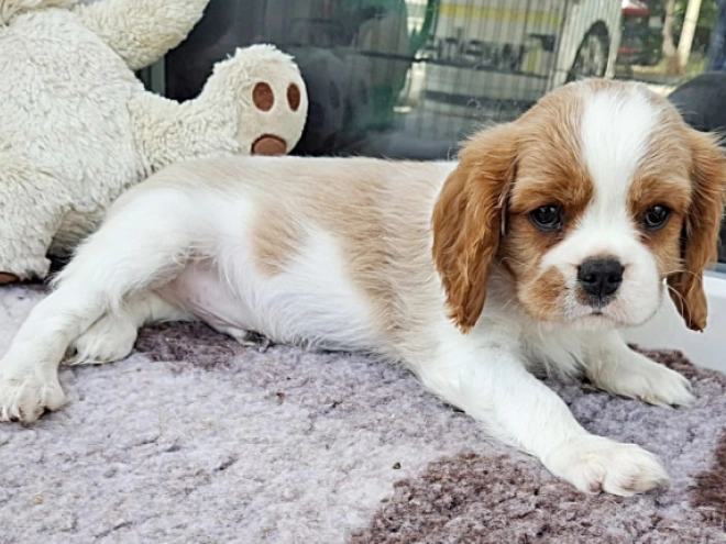 Cavalier King Charles Spaniel Welpe kaufen