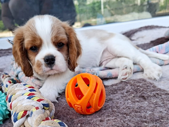 Cavalier King Charles Spaniel Welpe kaufen