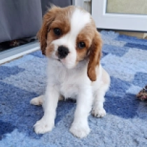 Coco, blenheim Cavalier King Charles Spaniel for sale