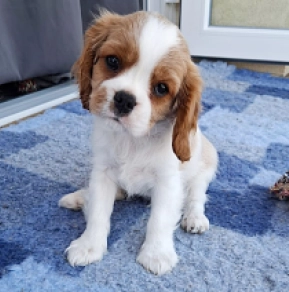 Cavalier King Charles Spaniel Welpe kaufen