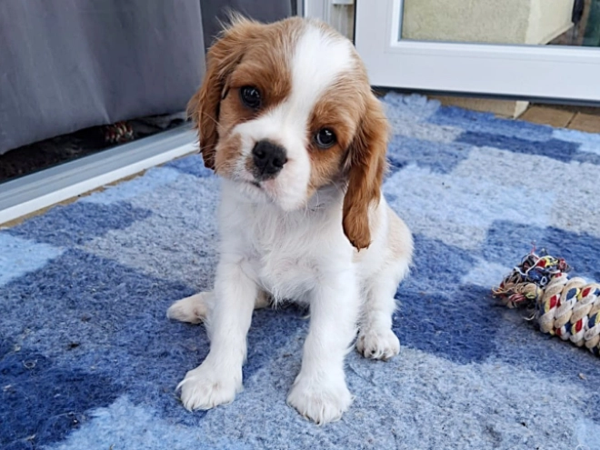 Cavalier King Charles Spaniel Welpe kaufen
