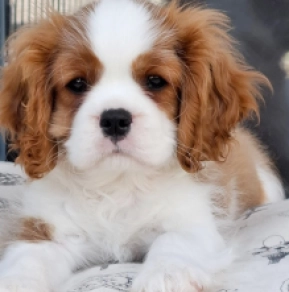 Cavalier King Charles Spaniel Welpe kaufen
