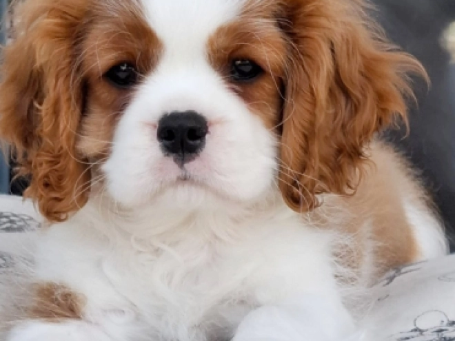 Cavalier King Charles Spaniel Welpe kaufen