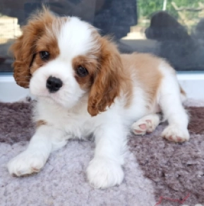 Cavalier King Charles Spaniel puppy for sale