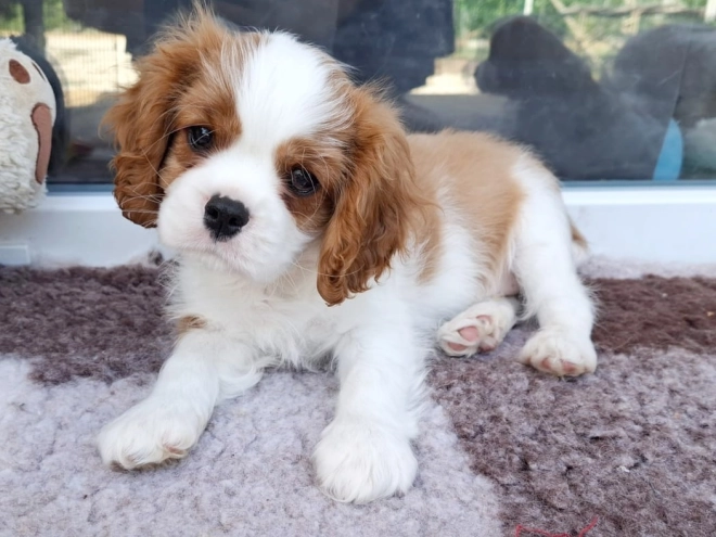 Cavalier King Charles Spaniel Welpe kaufen