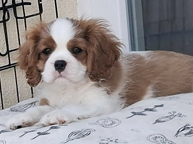 Cavalier King Charles Spaniel Welpe kaufen