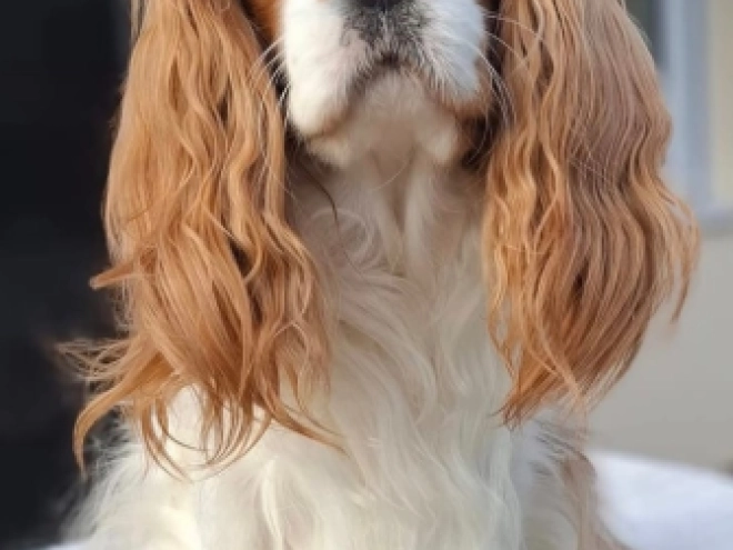 Cavalier King Charles Spaniel Welpe kaufen