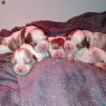 Promising litter, blenheim Cavalier King Charles Spaniel for sale