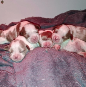 Perros Cavalier King Charles Spaniel en venta