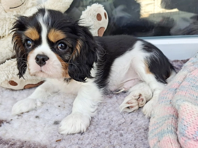 Cavalier King Charles Spaniel Welpe kaufen