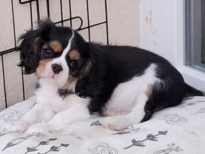 Cavalier King Charles Spaniel Welpe kaufen