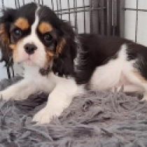 Lorenzo, tricolor Cavalier King Charles Spaniel for sale