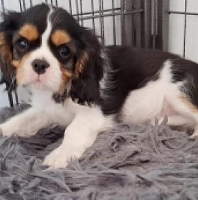 Cavalier King Charles Spaniel Welpe kaufen