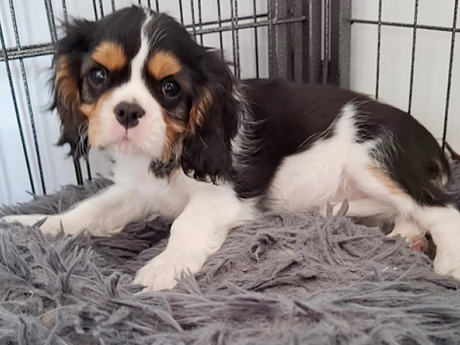 Cavalier King Charles Spaniel Welpe kaufen