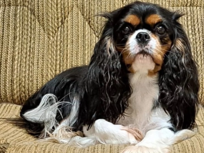 Cavalier King Charles Spaniel Welpe kaufen