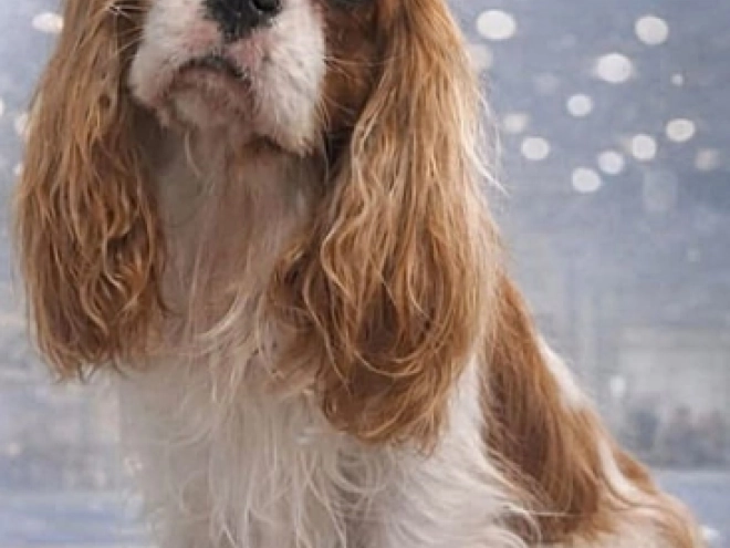 Cavalier King Charles Spaniel Welpe kaufen